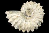 Bumpy Douvilleiceras Ammonite - Madagascar #79131-1